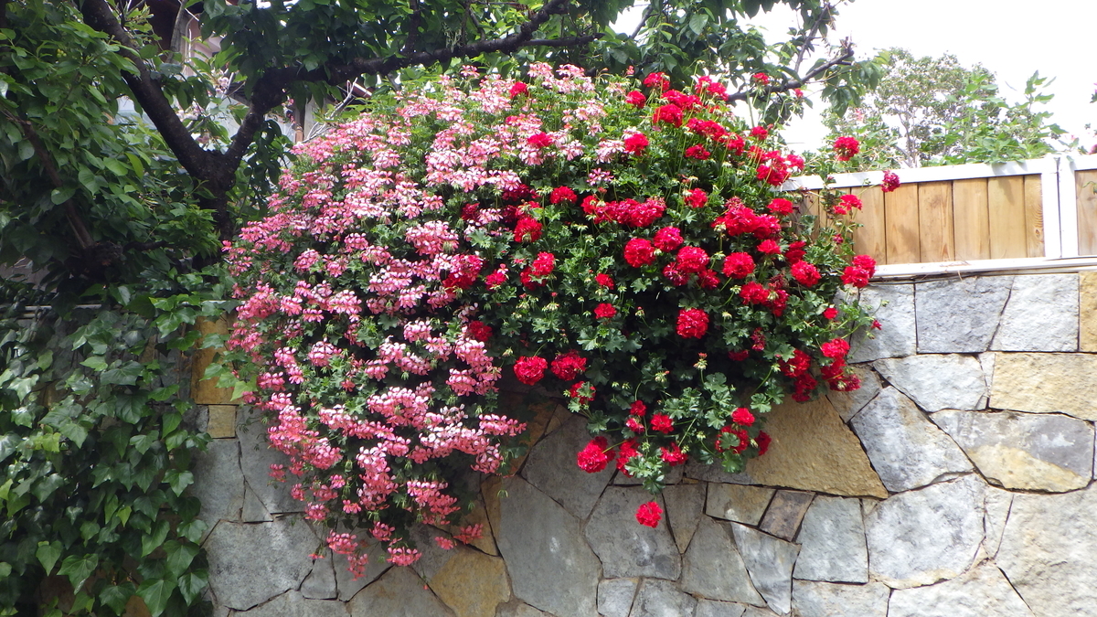 f:id:yonogishiki:20190430162836j:plain f:id:yonogishiki:20190430162836j:plain