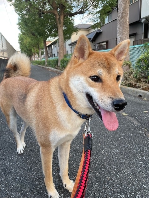 柴犬の散歩も無駄にしない男 節約父ちゃんと柴犬と3人の子供達
