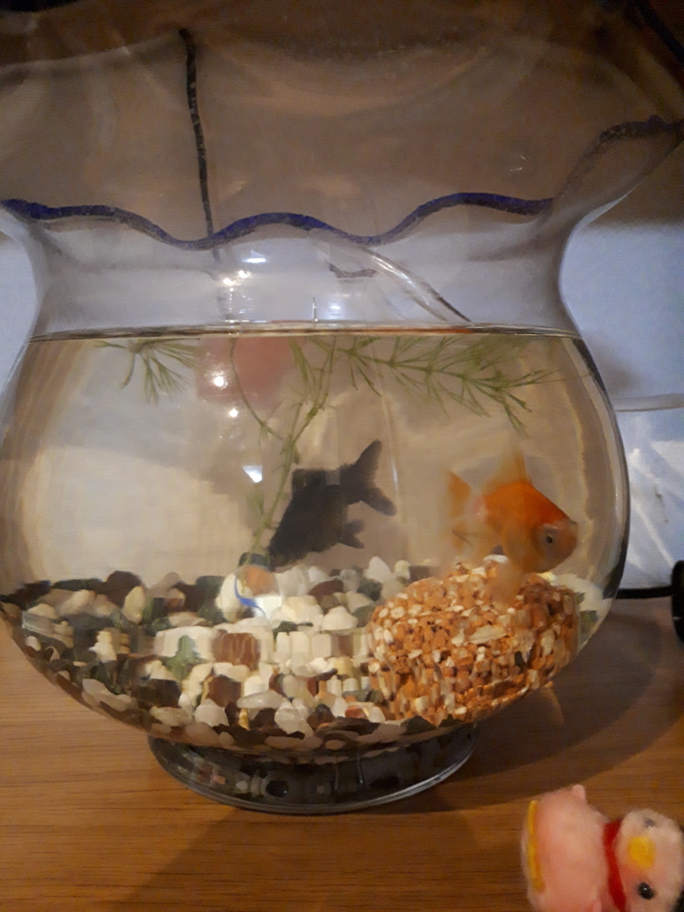 金魚って冬眠するらしい 老化に狼狽える40代主婦の日記