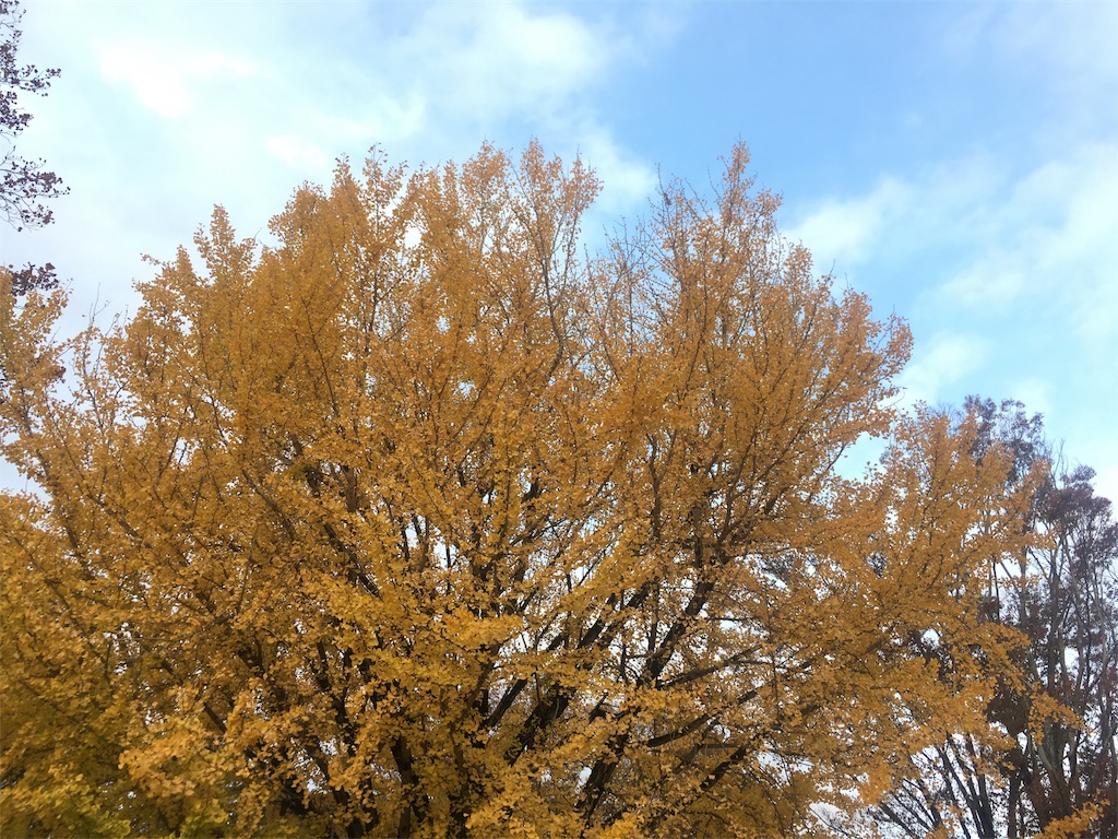 f:id:yoppawriterchang:20181130002842j:image