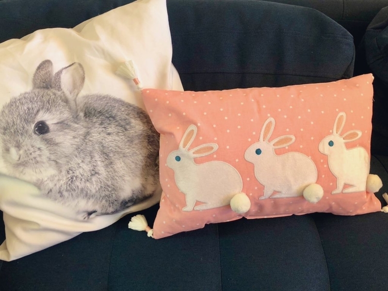 アメリカのうさぎさんグッズ きんむぎちゃんの渡米日記
