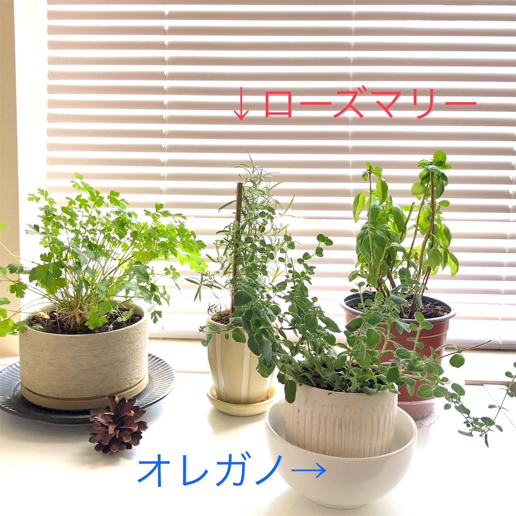 f:id:yopping_piece:20210623081909j:plain