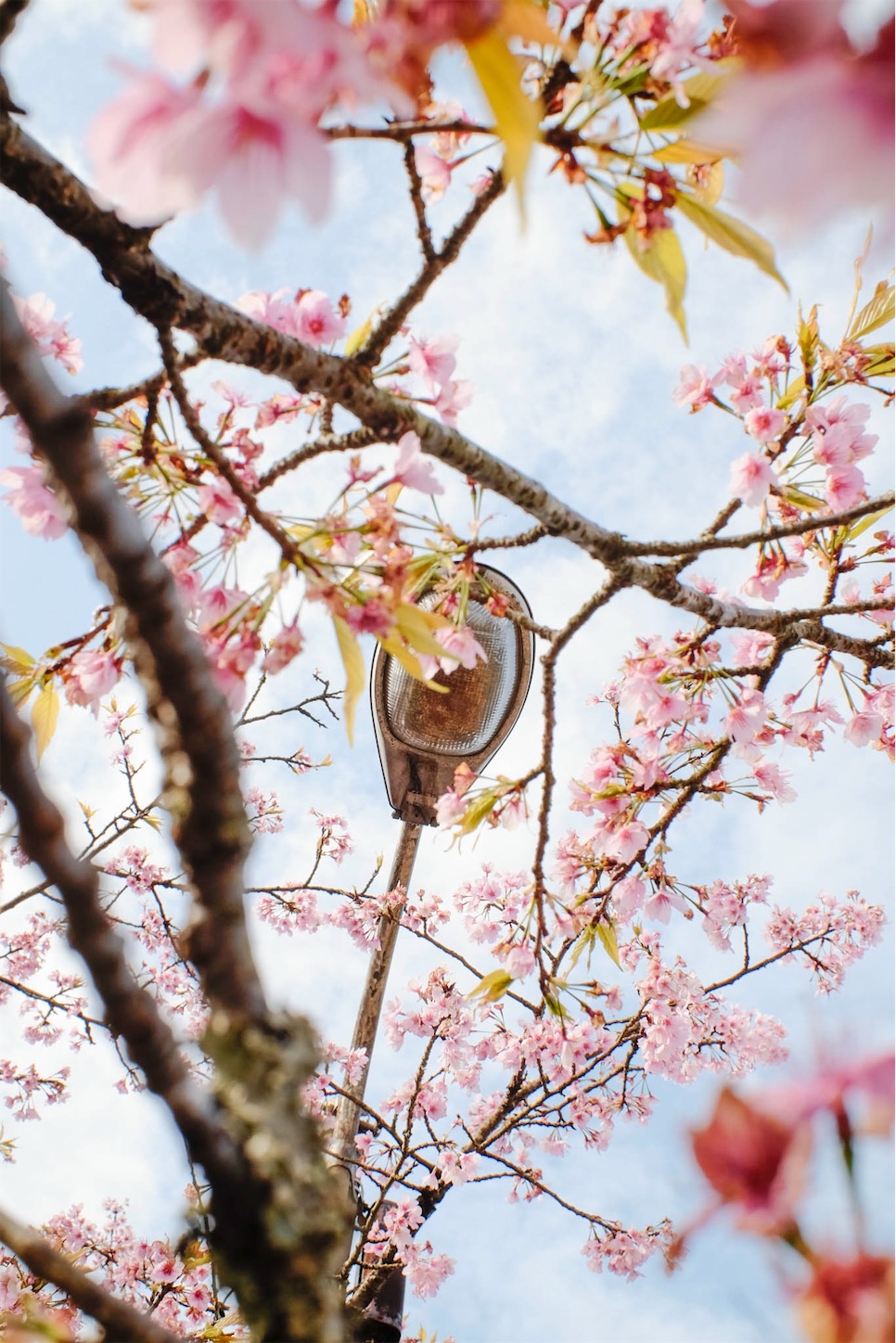 f:id:yoppiphoto:20200331220126j:image f:id:yoppiphoto:20200331220126j:image
