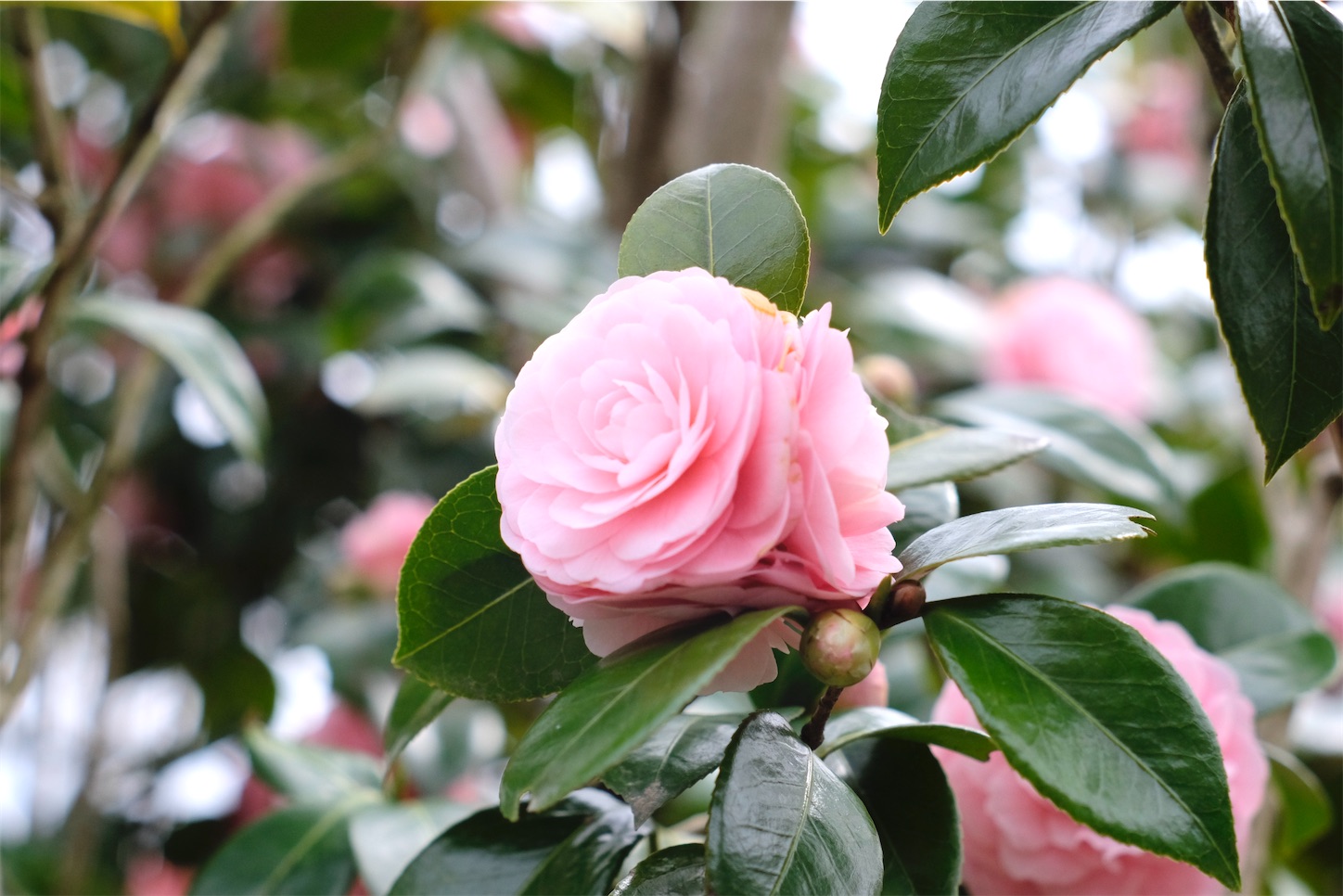 f:id:yoppiphoto:20200331220131j:image f:id:yoppiphoto:20200331220131j:image