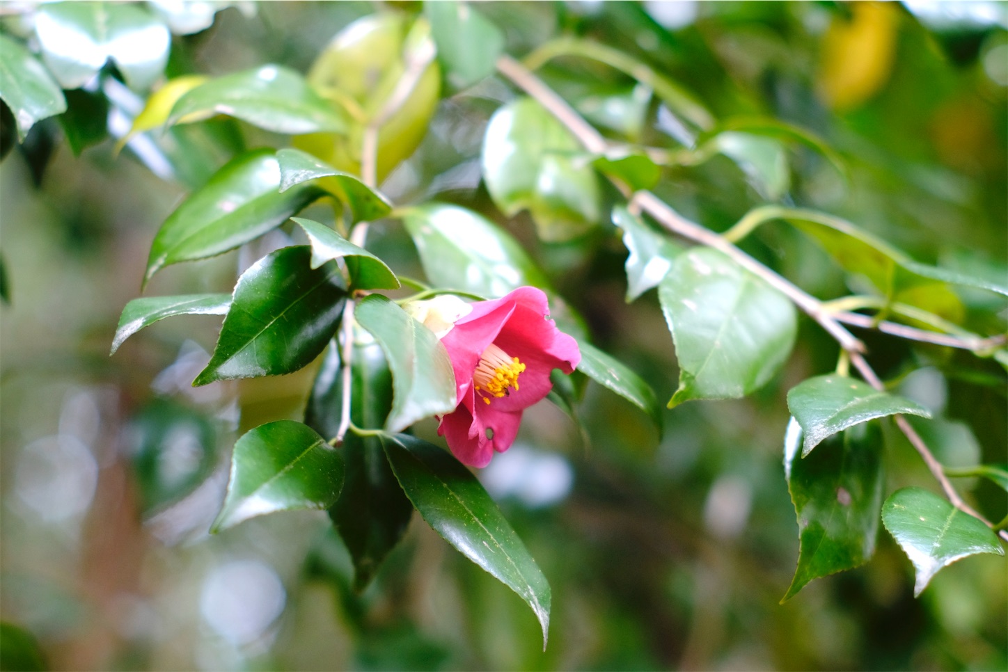 f:id:yoppiphoto:20200331220136j:image f:id:yoppiphoto:20200331220136j:image