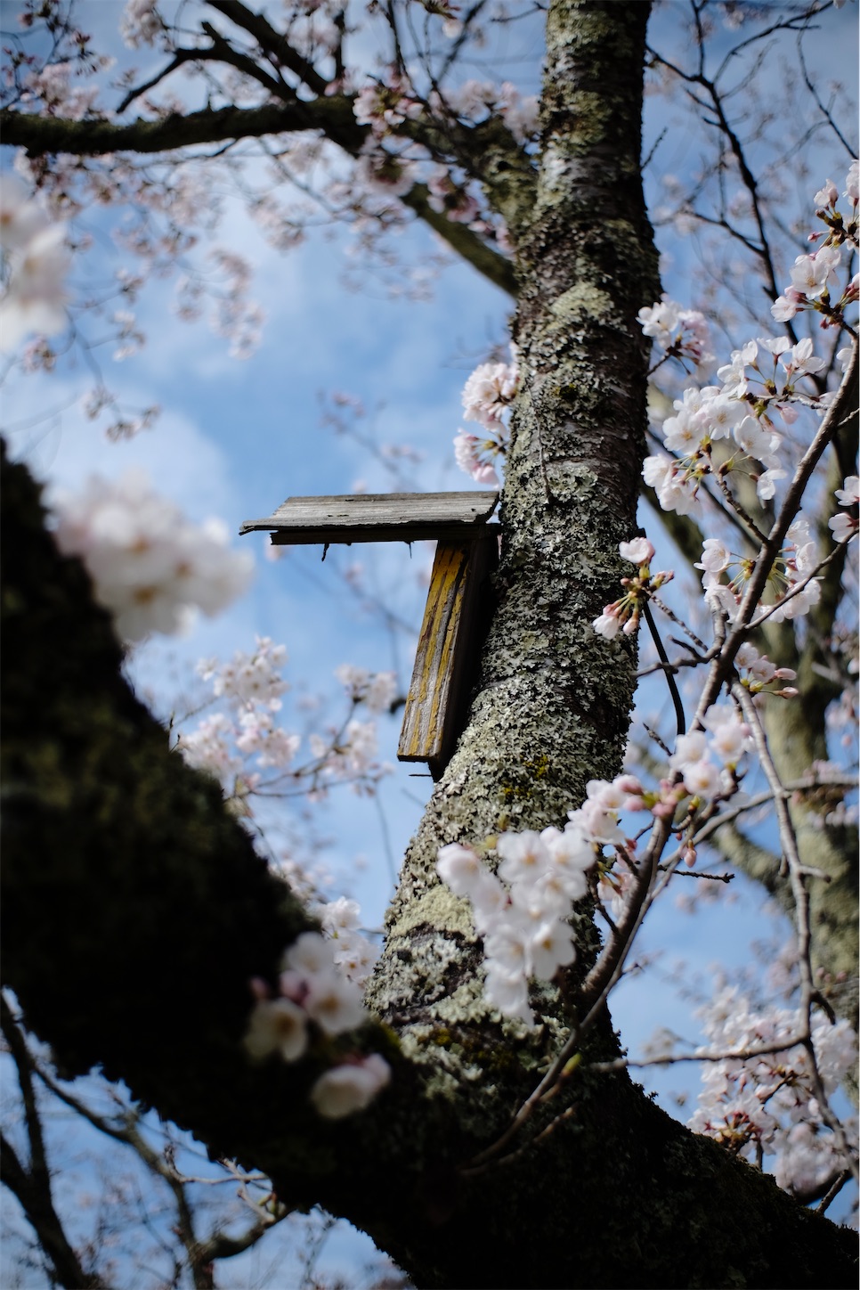 f:id:yoppiphoto:20200331220139j:image f:id:yoppiphoto:20200331220139j:image