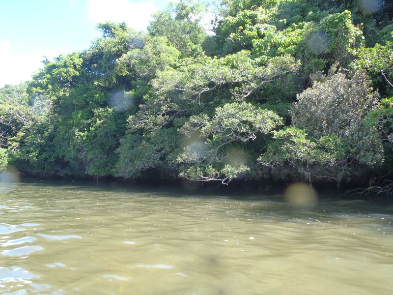 20100914_iriomote007.jpg