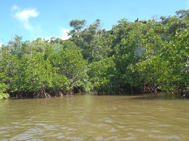 20100914_iriomote009.jpg