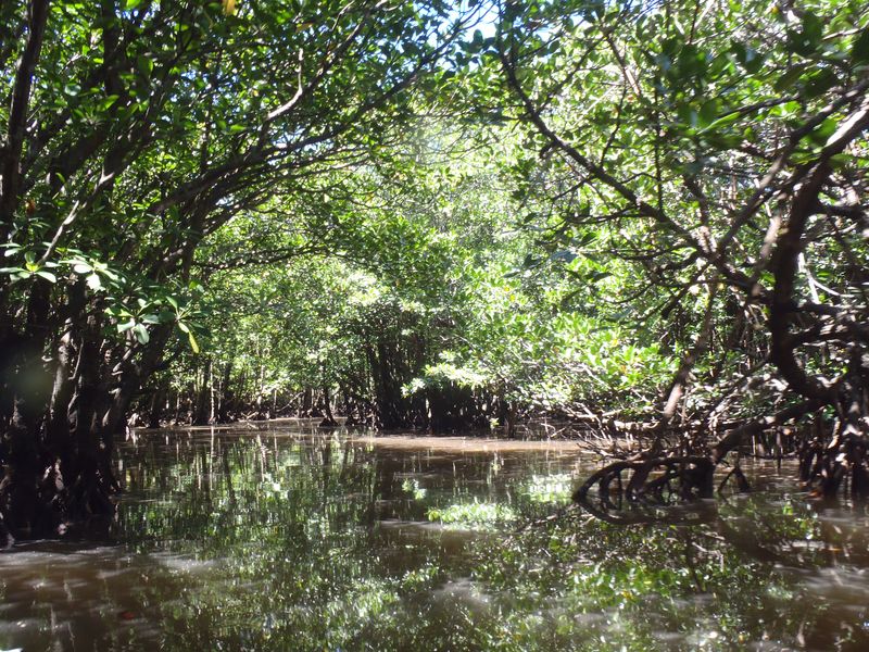 20100914_iriomote039.jpg