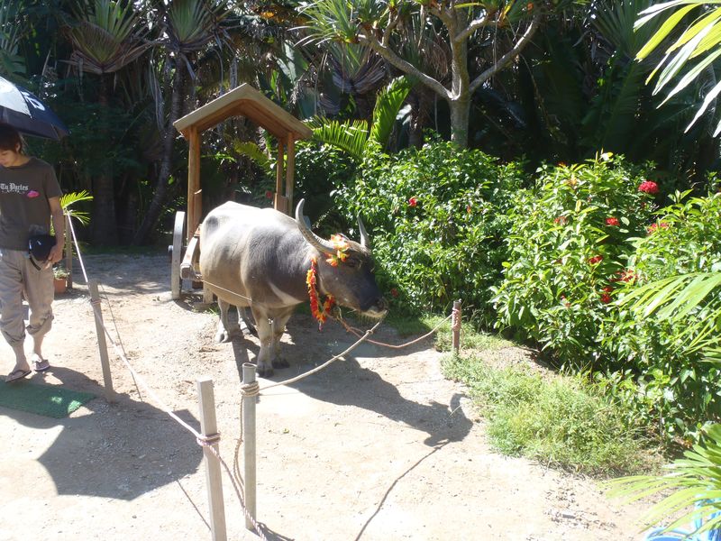 20100914_iriomote078.jpg