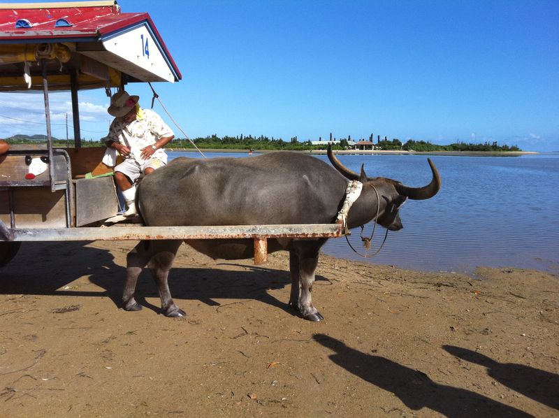 20100914_iriomote092.jpg