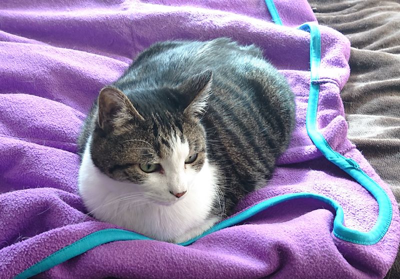 f:id:yoreyoreshogun:20200312092910j:plain f:id:yoreyoreshogun:20200312092910j:plain