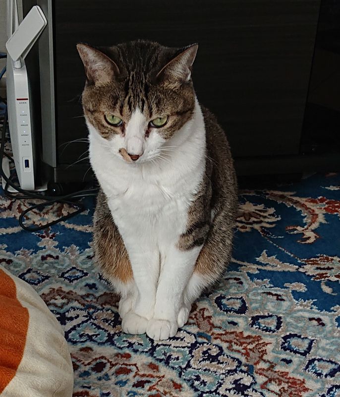 f:id:yoreyoreshogun:20200312093648j:plain f:id:yoreyoreshogun:20200312093648j:plain