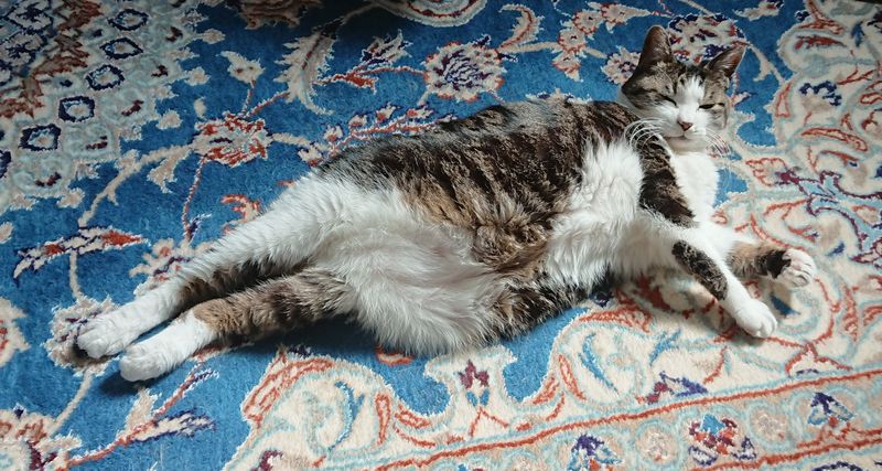 f:id:yoreyoreshogun:20200312131843j:plain f:id:yoreyoreshogun:20200312131843j:plain