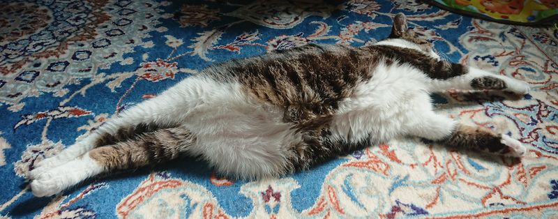 f:id:yoreyoreshogun:20200312131852j:plain f:id:yoreyoreshogun:20200312131852j:plain