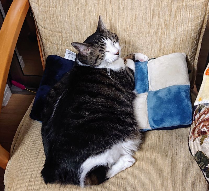 f:id:yoreyoreshogun:20200312221433j:plain f:id:yoreyoreshogun:20200312221433j:plain