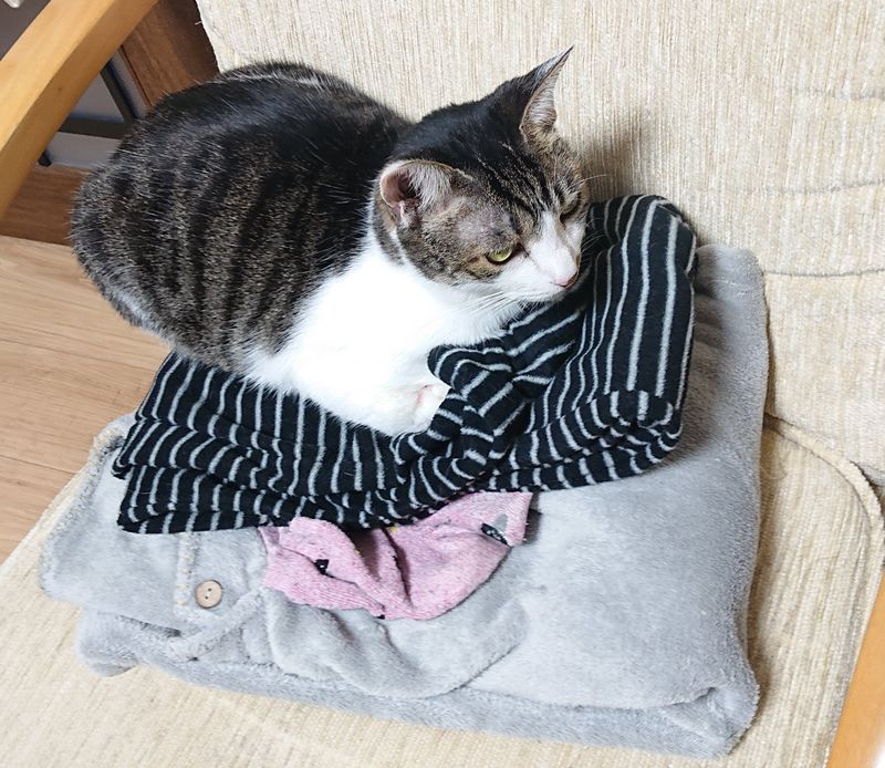 f:id:yoreyoreshogun:20200312221508j:plain f:id:yoreyoreshogun:20200312221508j:plain