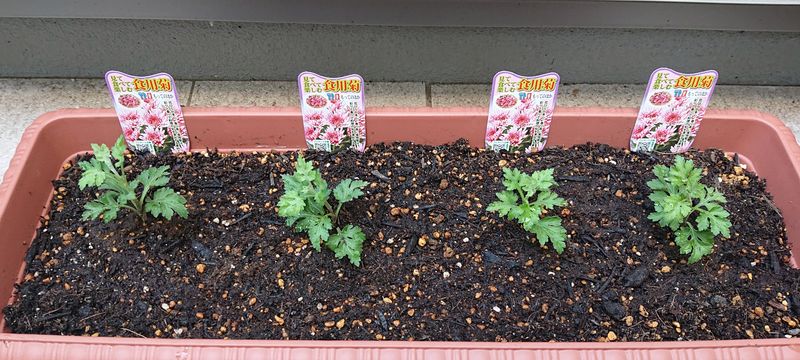 f:id:yoreyoreshogun:20200430235725j:plain