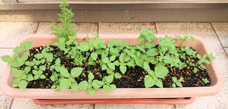 f:id:yoreyoreshogun:20200430235716j:plain