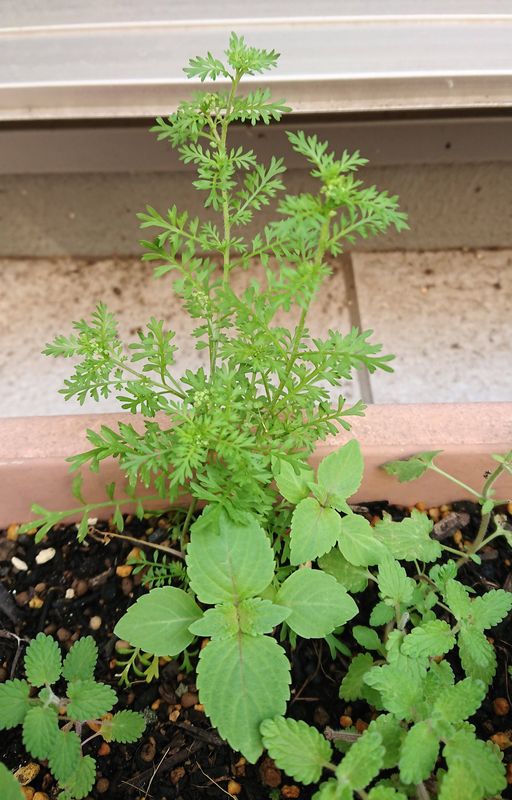 f:id:yoreyoreshogun:20200430235720j:plain