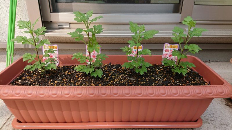 f:id:yoreyoreshogun:20200405003426j:plain