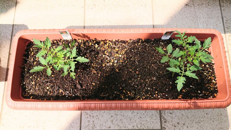 f:id:yoreyoreshogun:20200430235736j:plain