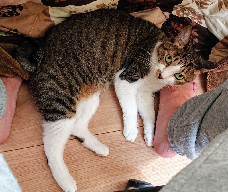 f:id:yoreyoreshogun:20200430235739j:plain