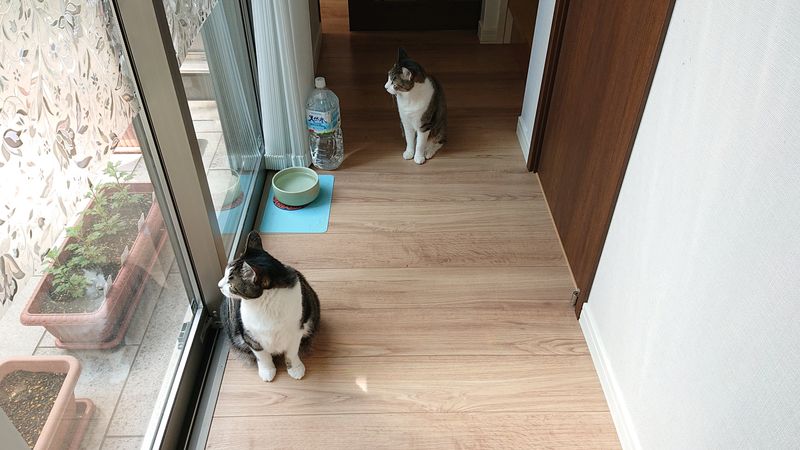 f:id:yoreyoreshogun:20200430235813j:plain