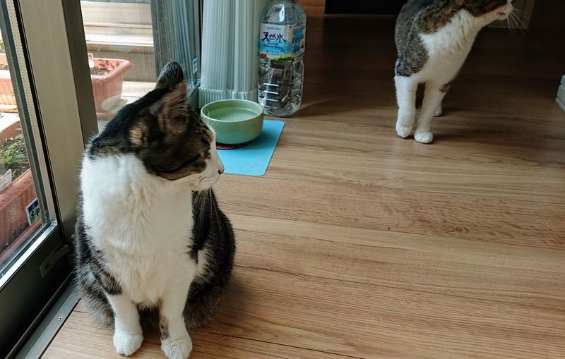 f:id:yoreyoreshogun:20200430235819j:plain