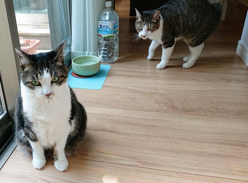 f:id:yoreyoreshogun:20200430235823j:plain