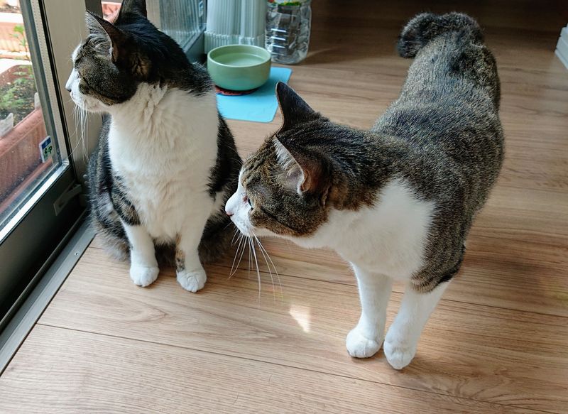 f:id:yoreyoreshogun:20200430235830j:plain