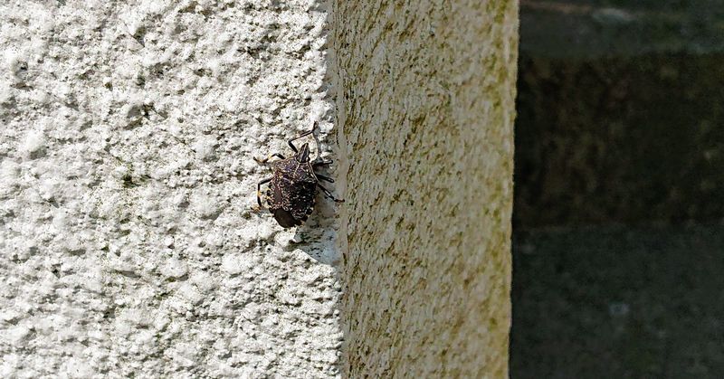 f:id:yoreyoreshogun:20200430235833j:plain