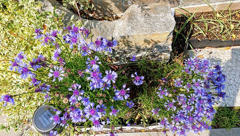 f:id:yoreyoreshogun:20200430235946j:plain