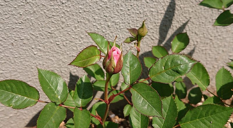 f:id:yoreyoreshogun:20200501001701j:plain