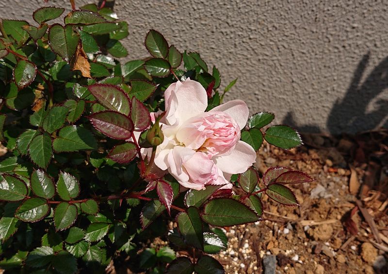 f:id:yoreyoreshogun:20200501001704j:plain