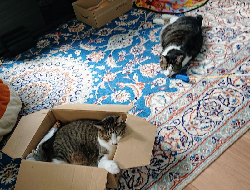 f:id:yoreyoreshogun:20200501001714j:plain