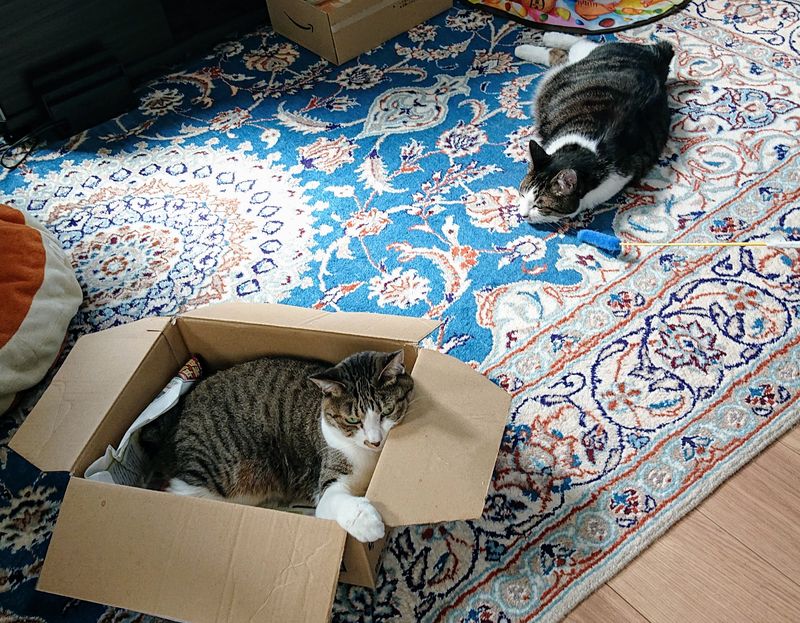 f:id:yoreyoreshogun:20200501001717j:plain