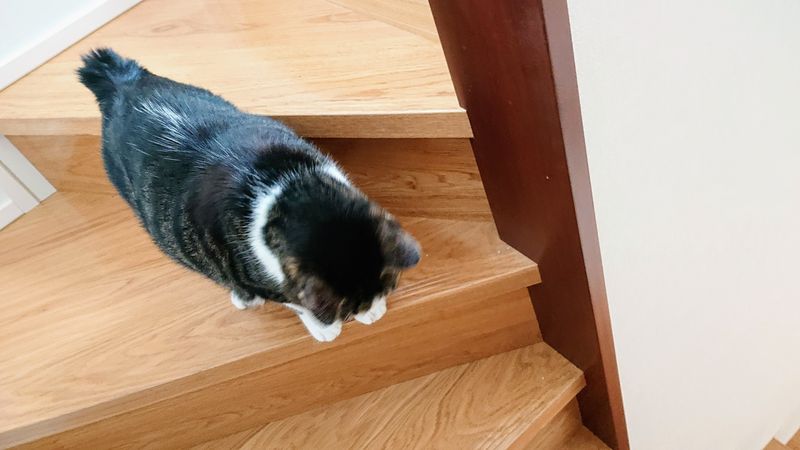 f:id:yoreyoreshogun:20200501001737j:plain