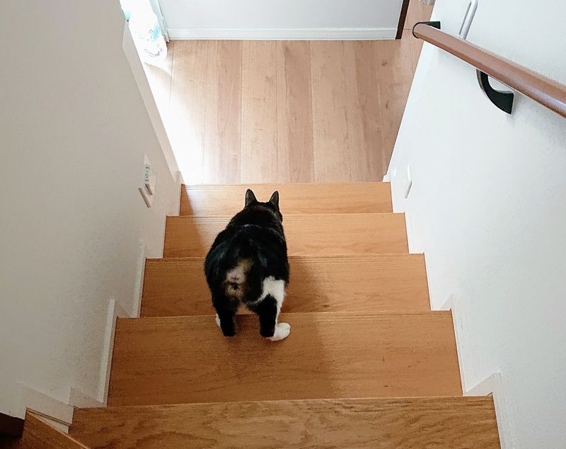 f:id:yoreyoreshogun:20200501001740j:plain