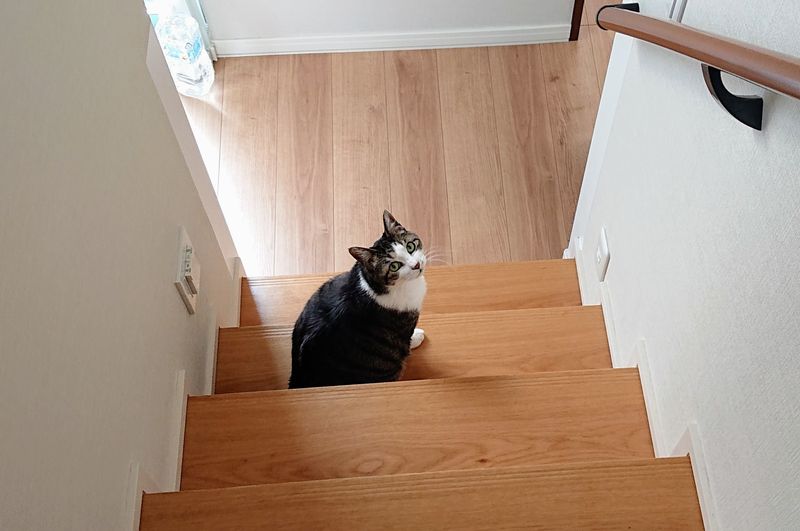 f:id:yoreyoreshogun:20200501001748j:plain