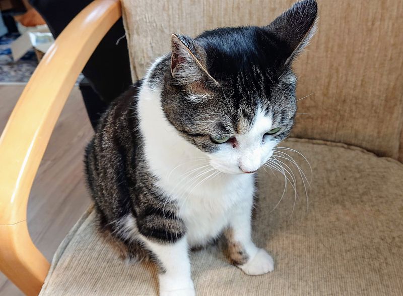 f:id:yoreyoreshogun:20200501001753j:plain