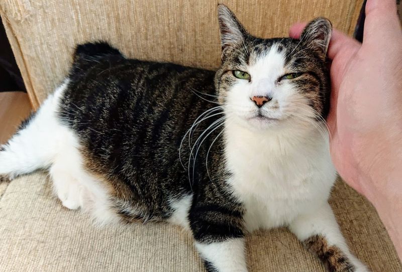 f:id:yoreyoreshogun:20200501001801j:plain