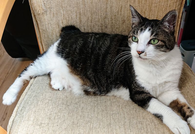 f:id:yoreyoreshogun:20200501001820j:plain