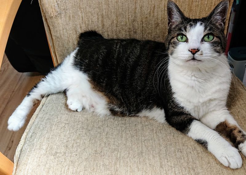 f:id:yoreyoreshogun:20200501001829j:plain