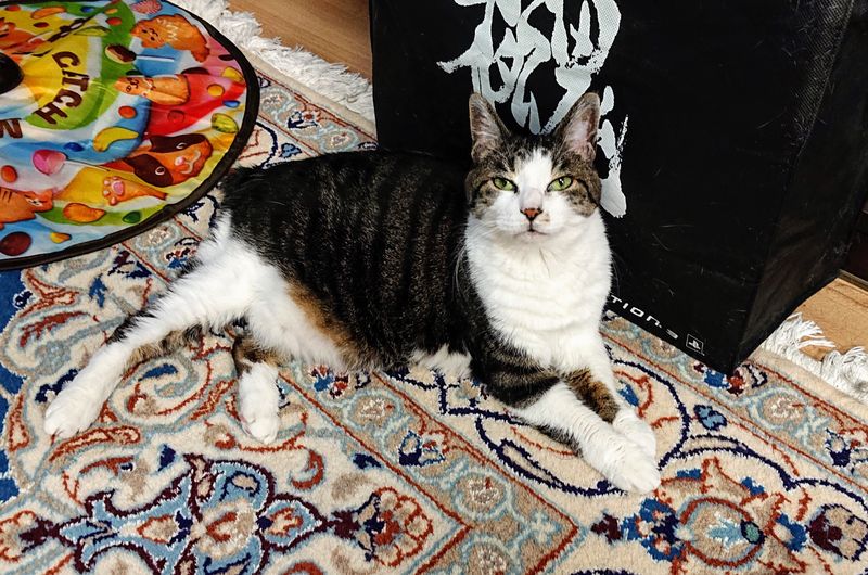 f:id:yoreyoreshogun:20200501001846j:plain