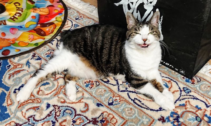 f:id:yoreyoreshogun:20200501001855j:plain