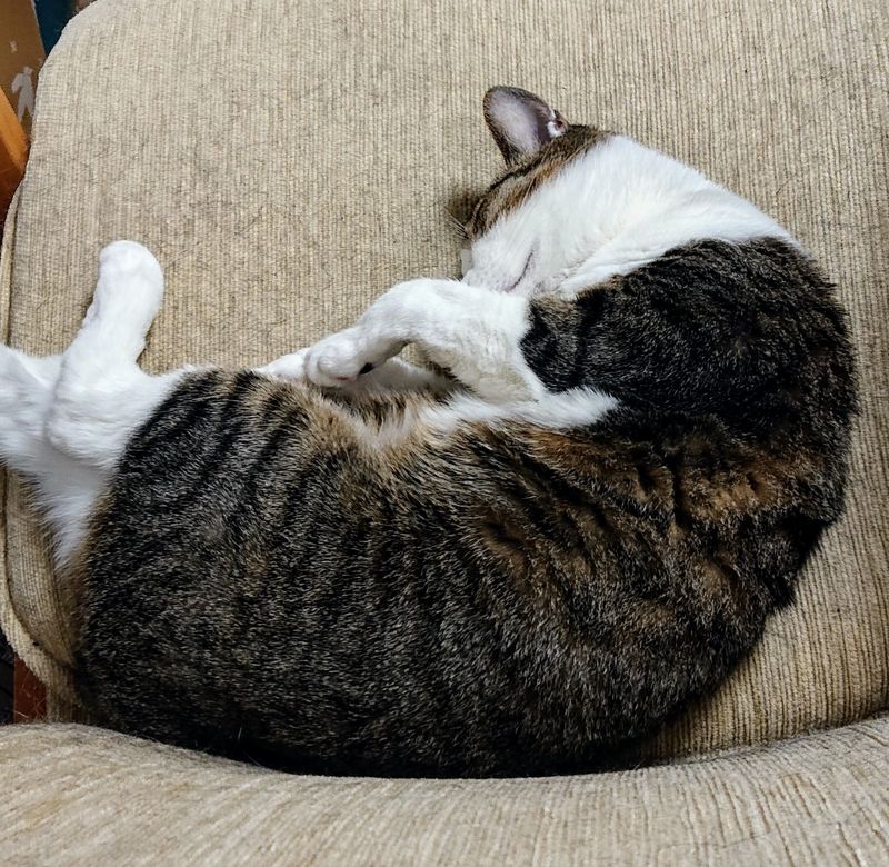 f:id:yoreyoreshogun:20200501001900j:plain