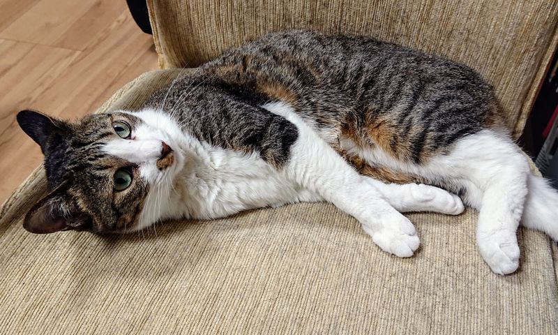 f:id:yoreyoreshogun:20200501001916j:plain