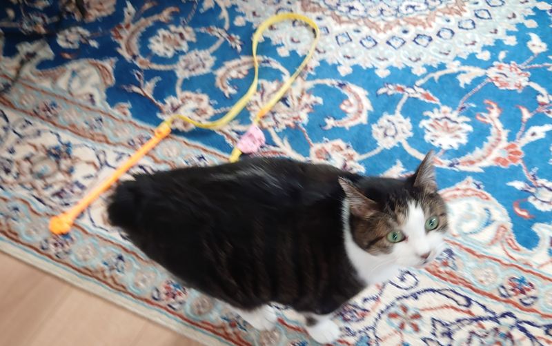 f:id:yoreyoreshogun:20200901095252j:plain