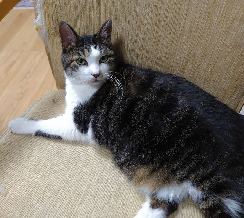 f:id:yoreyoreshogun:20200901095307j:plain